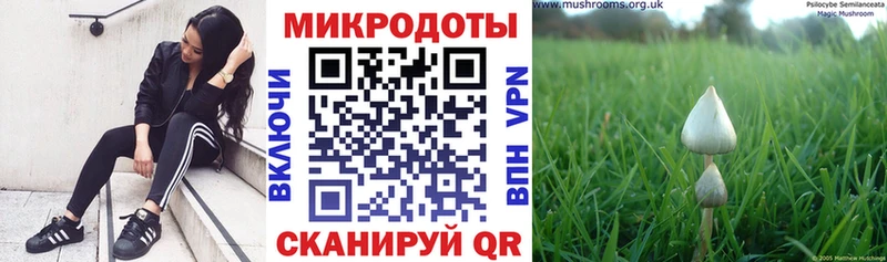 Псилоцибиновые грибы прущие грибы  Крым 